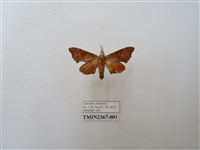 藏品(楓天蛾)的圖片